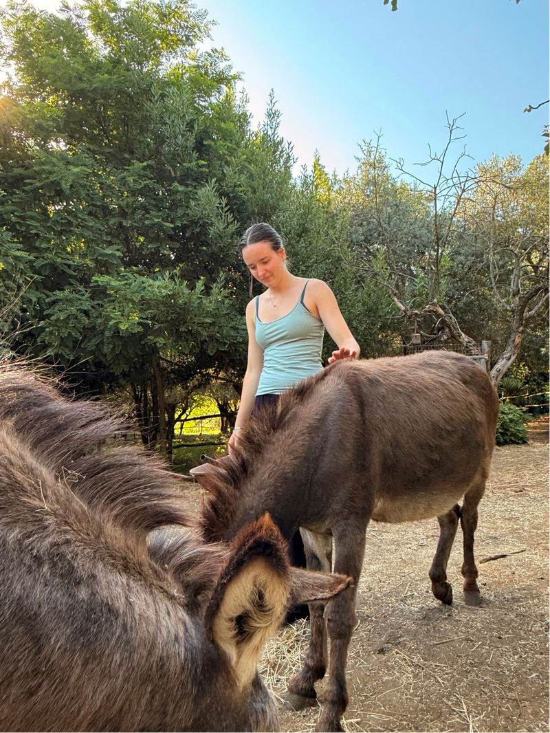Girl petting donkeys.