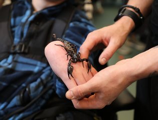 Scorpion on a young persons hand.