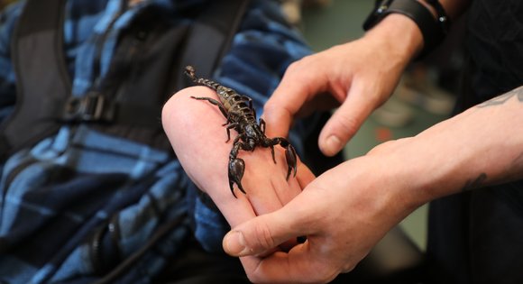 Scorpion on a young persons hand.