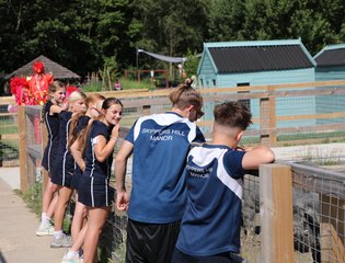 School children looking at pigs.