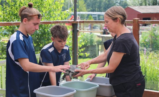 School children cleaning tortoises.