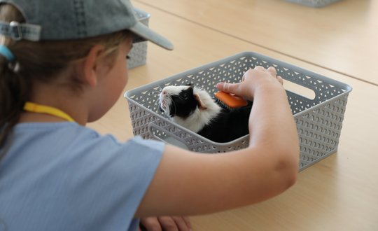 Girl brushing a Guinea pig.