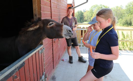 Two girls feeding donkeys carrots.