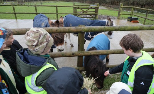 Children feeding donkeys.