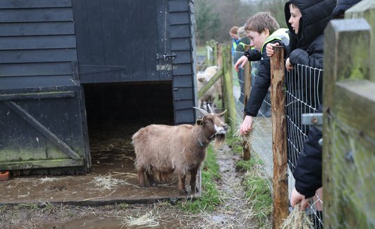 Young boy feeding a goat.