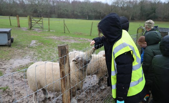 Young person feeding sheep at the farm.