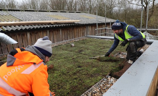 Grass beds being laid out on soil.