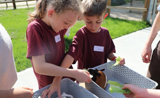Girl and a boy petting a guineapig.