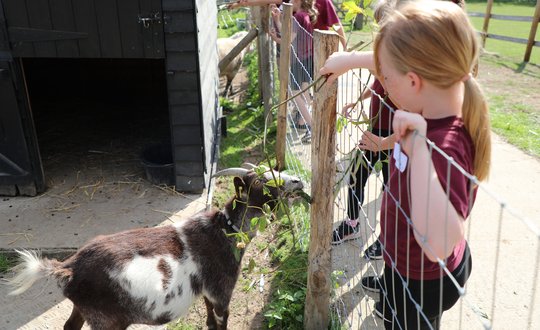 Girl feeding a goat.