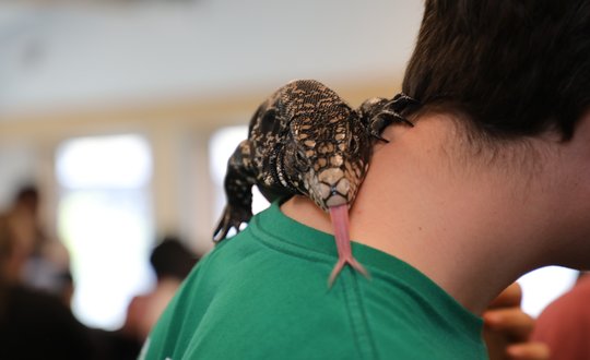 a reptile on someone's back.