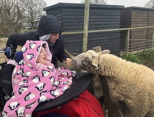 Sheep eating hay
