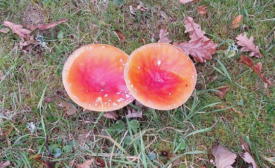 Two red mushrooms growing in the wild.